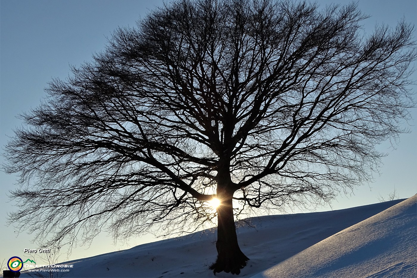 96 Raggi del sole al tramonto dietro il grande faggio.JPG